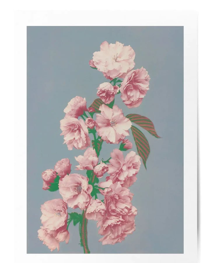 L’affiche Fleur de cerisier posée à plat, un rameau rose sur fond gris bleu entouré d’une marge blanche
