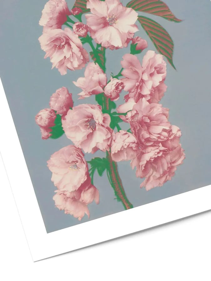 Détail de l’affiche : des fleurs de cerisier doubles, roses, autour d’une tige verte, sur fond gris bleu