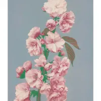 Affiche fleur de cerisier ogawa kazumasa