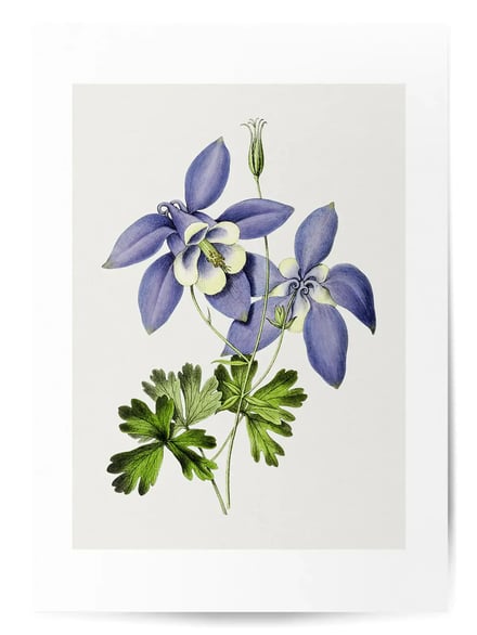 Affiche Fleurs violettes No.1