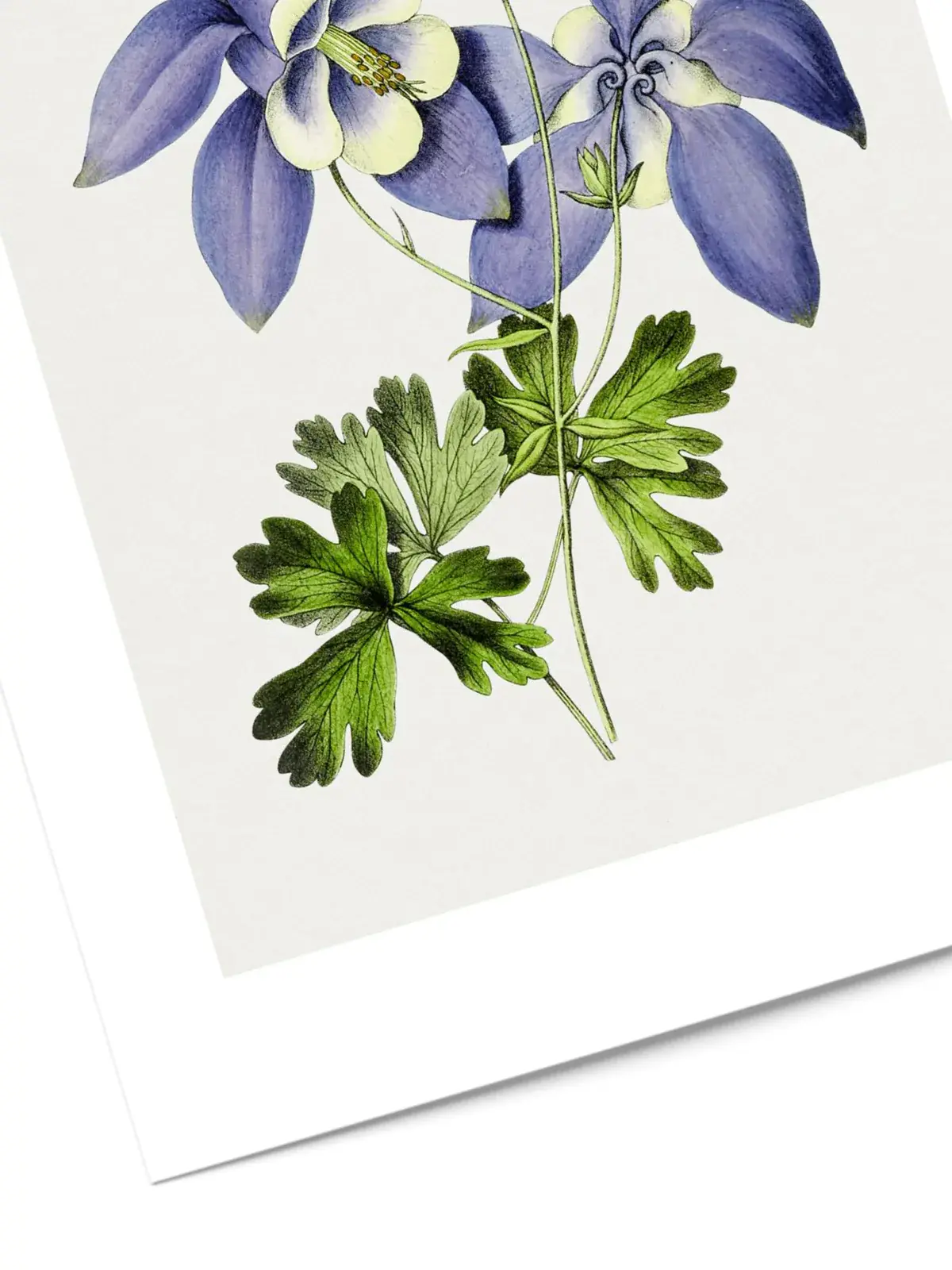 Affiche fleurs violettes no1 2