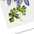 Affiche fleurs violettes no1