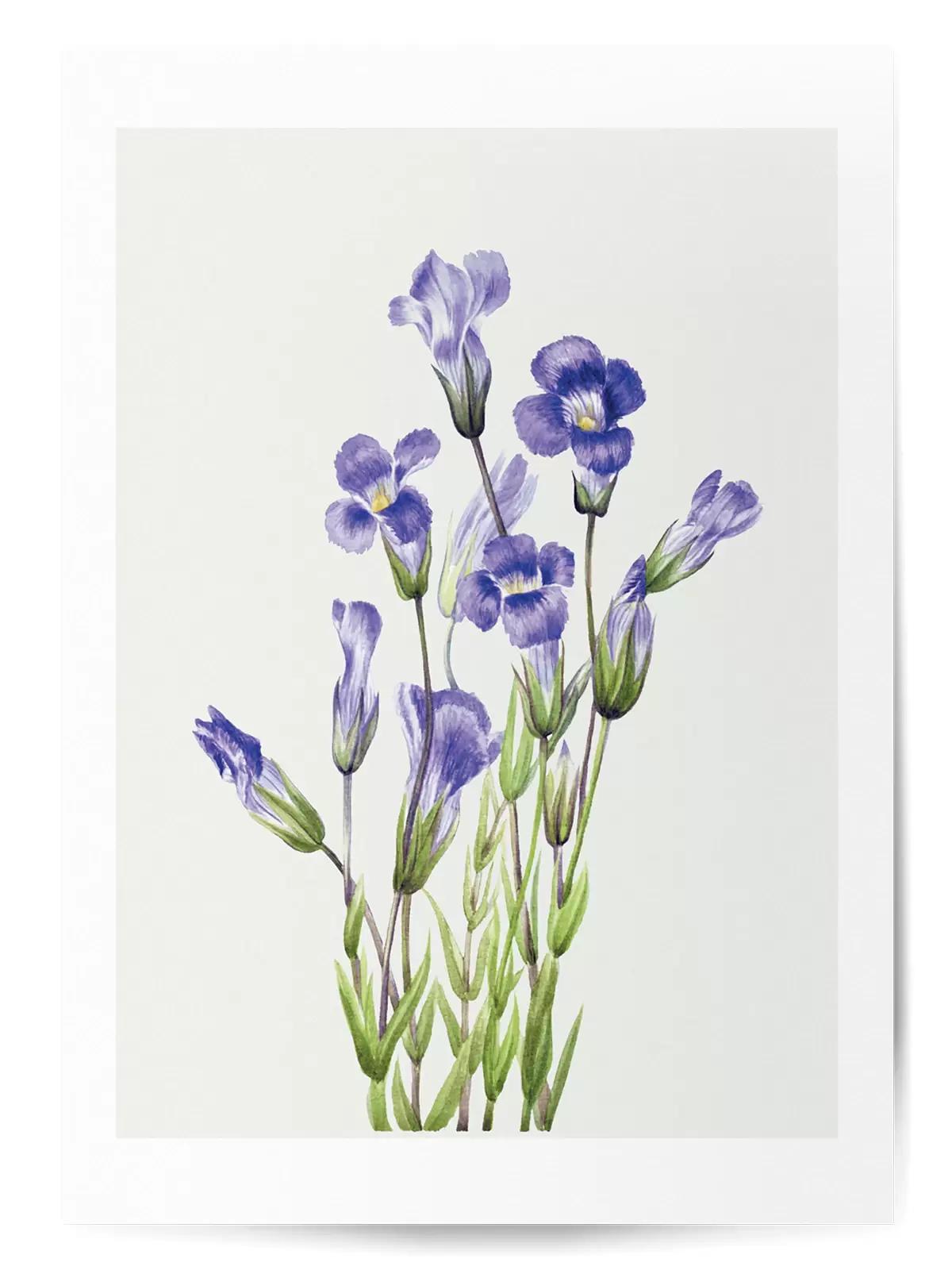 Affiche fleurs violettes no2 1