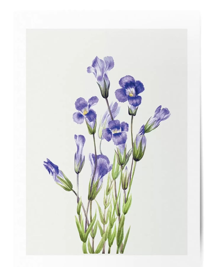 L’affiche Fleurs violettes No.2 : un bouquet de gentianes violettes sur fond clair