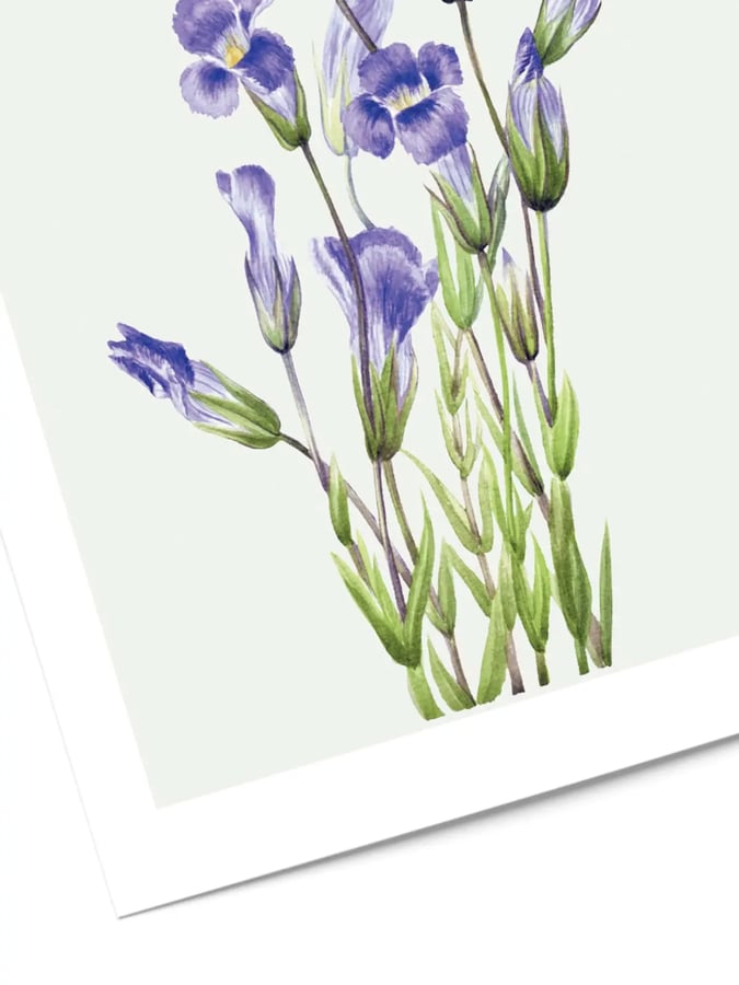 Détail de l’affiche : gentianes violettes ouvertes et en boutons, sur leurs tiges feuillues