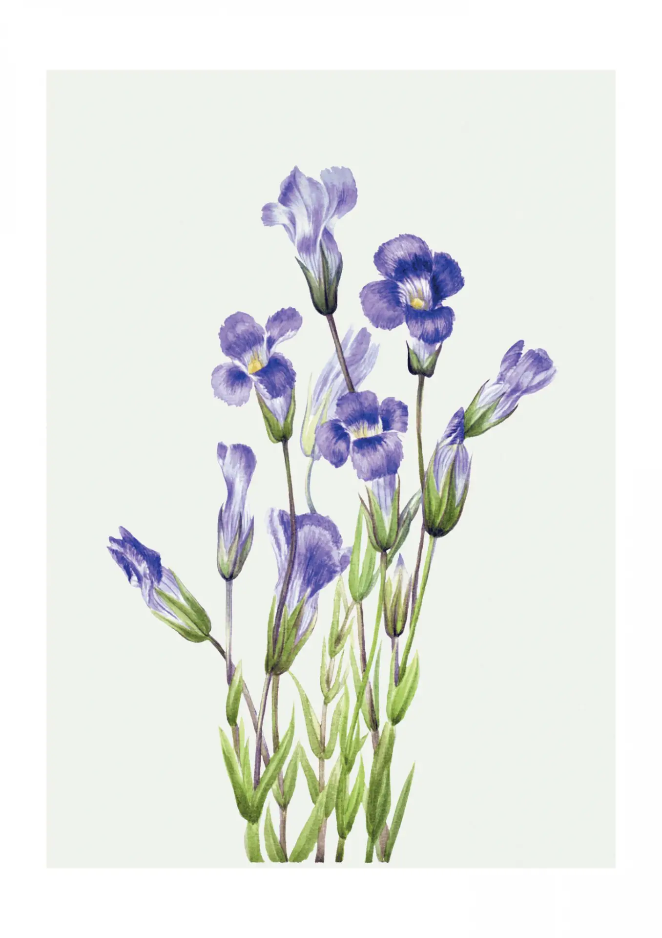 Affiche fleurs violettes no2