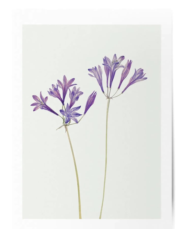 L’affiche Fleurs violettes No.3 : deux tiges fleuries violettes sur fond gris vert