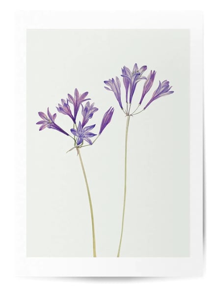 Affiche Fleurs violettes No.3
