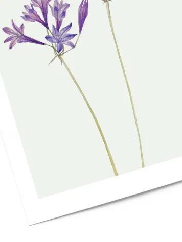 Affiche fleurs violettes no3