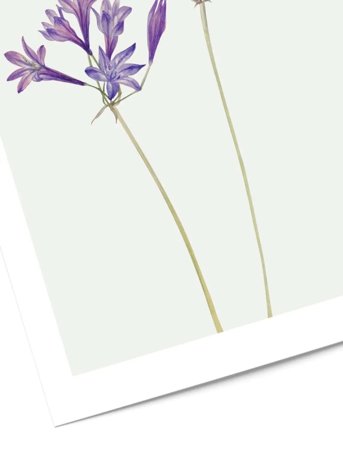 Détail de l’affiche : la grappe de fleurs violettes en étoile au sommet d’une des deux tiges