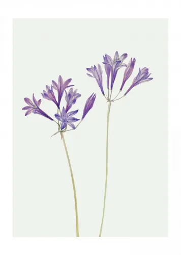 Affiche fleurs violettes no3