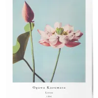 Affiche lotus ogawa kazumasa 1