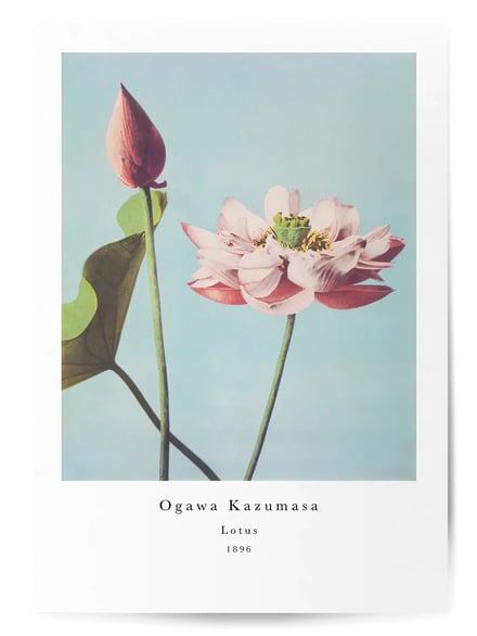 Affiche Lotus