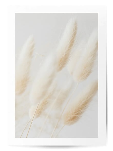Affiche Pampas