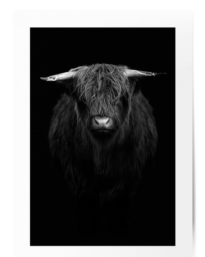 L’affiche vache Highland : portrait en noir et blanc sur fond noir, entouré d’une marge blanche
