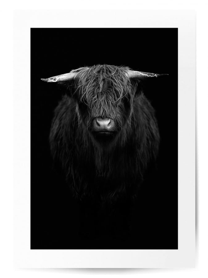 Détail de l’affiche : la tête de la vache Highland, ses cornes et sa frange, sur fond noir