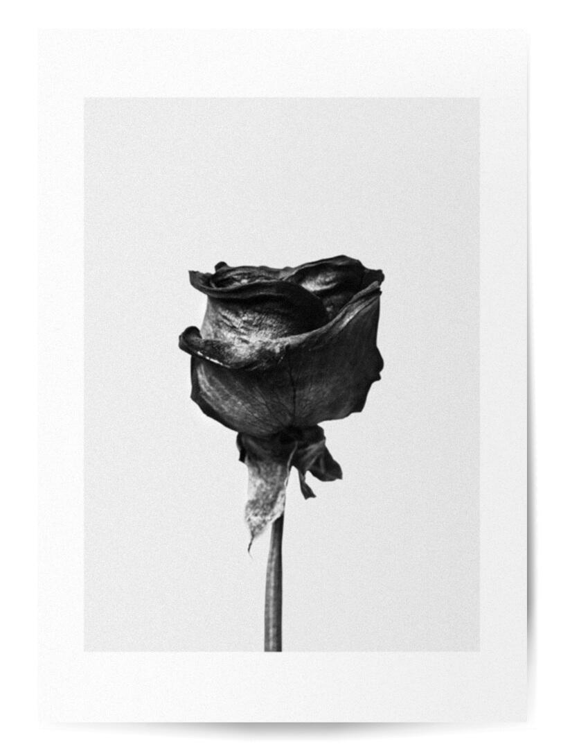 Affiche rose noir et blanc 1