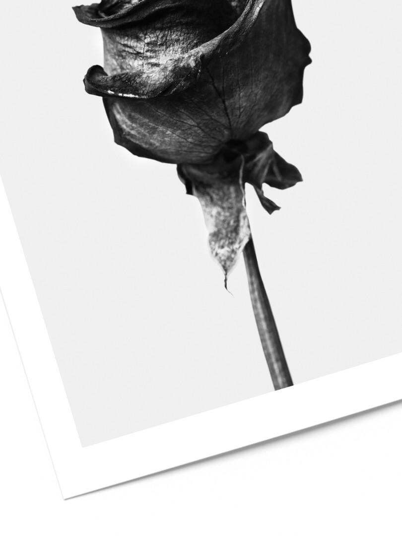 Affiche rose noir et blanc 2