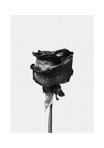 Affiche rose noir et blanc