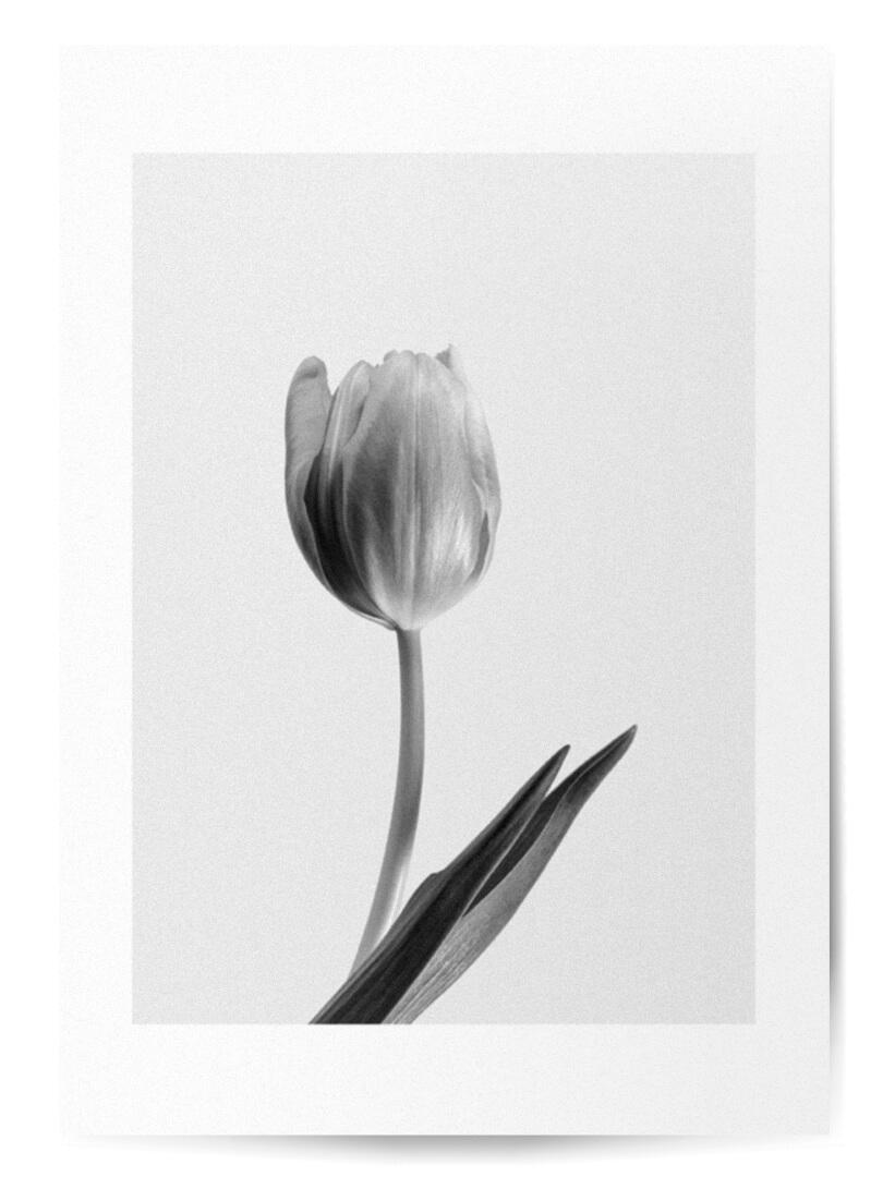 Affiche tulipe noir et blanc 1