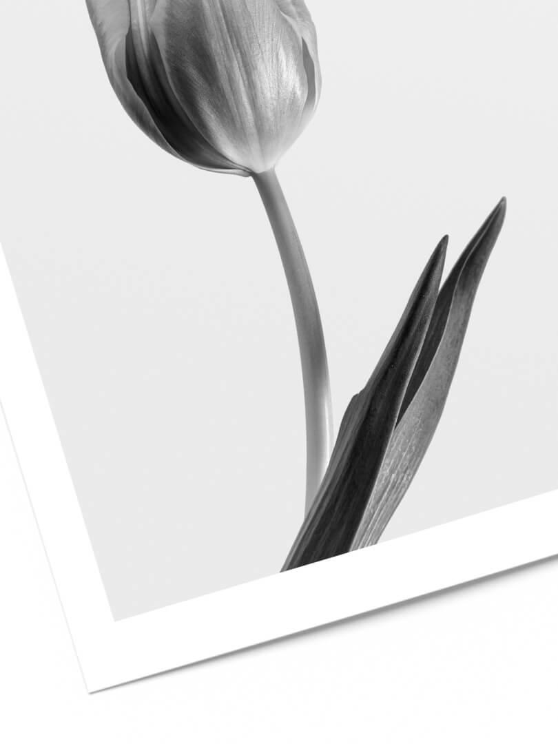Affiche tulipe noir et blanc 2