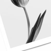 Affiche tulipe noir et blanc 2