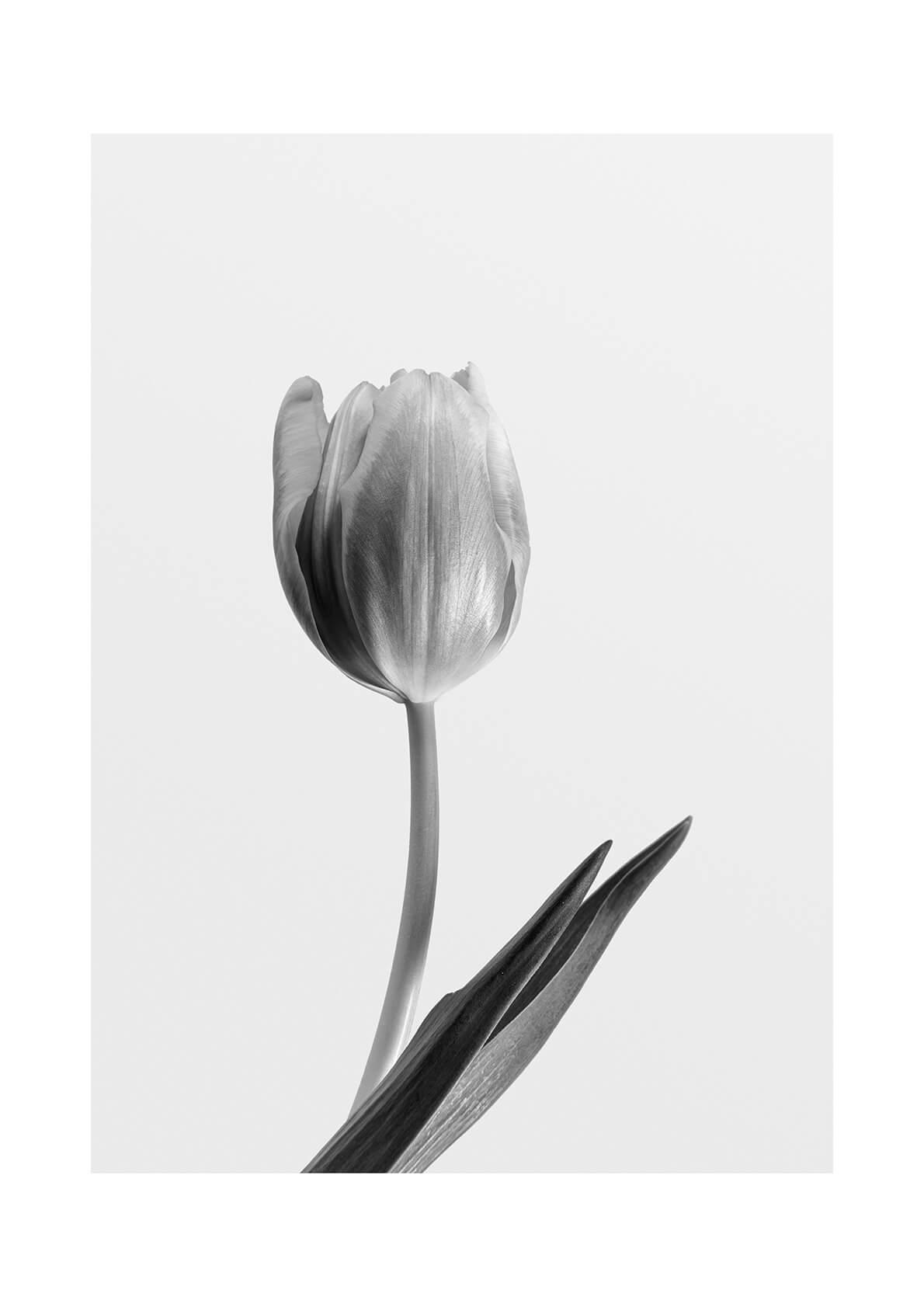 Affiche Tulipe - Poster photographie fleur