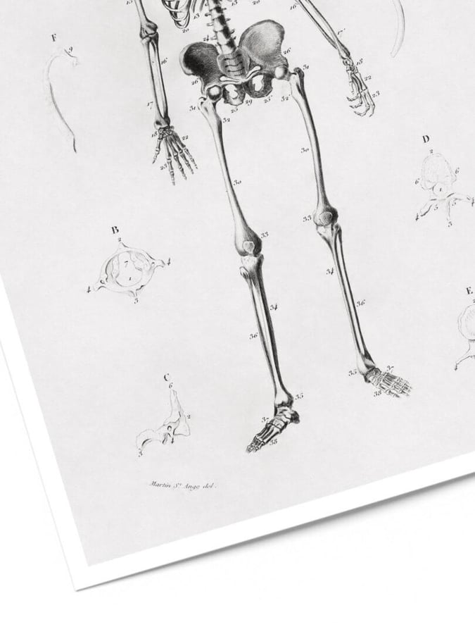 Détail de l’affiche : le bassin et les jambes du squelette, avec des vertèbres dessinées à part