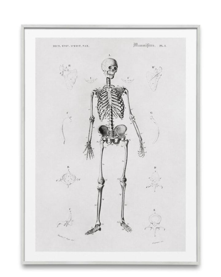 L’affiche Le Squelette dans un cadre gris clair, sur fond blanc
